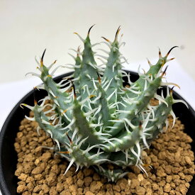 楽天市場 観葉植物 種類 植物 アロエ 花 観葉植物 花 ガーデン Diy の通販 楽天市場 観葉植物 種類 植物 アロエ 花 観葉植物 花 ガーデン Diy の通販