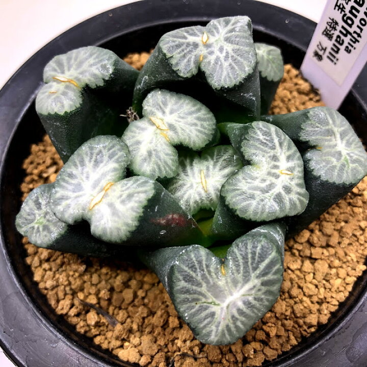 楽天市場】多肉植物：ハオルチア 万象 実生特選*幅7cm 現品！一品 
