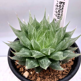 楽天市場 ハオルチア ボルシーの通販