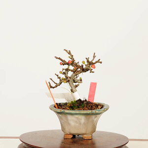 �~�́F�����~ ���i*��_�� �`���E�W���o�C�@chojyubai bonsai �~�j�~��