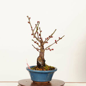 �~�́F�g�~(��d���g)���i*��_�� ���߁@�E���@Prunus mume�@Koubai bonsai�@�~�j�~��