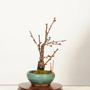 �~�́F�g�~(��d���g)���i*(���J�P�L)��_�� ���߁@�E���@Prunus mume�@Koubai bonsai�@�~�j�~��