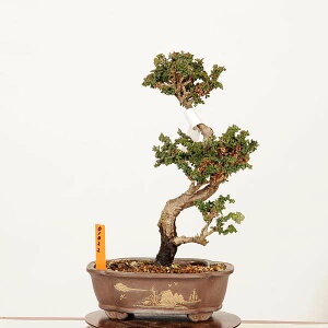 �~�́F�Ή��O(�Ђ̂�)�@���i* ��_�� �q�m�L�@Chamaecyparis�@Hinoki bonsai ���i�~��