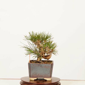 �~�� �F�O�͍���*���i ��_�� ����܂@�N���}�c�@Kuromatsu bonsai ���i�~��