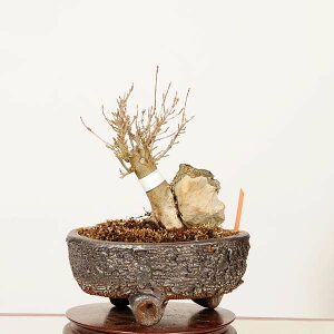�~�́F���Εt*���i ��_�� �����Ł@�J�G�f�@Kaede bonsai Acer ���i�~��