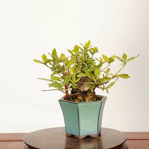 �~�́F�������q(�����Ȃ�)*���i ��_�� �N�`�i�V Minarikuchinashi bonsai �~�j�~��