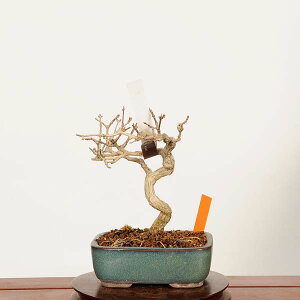 �~�́F�ɂ������@���i*��_�� �����Ł@�J�G�f�@Kaede bonsai Premna japonica ���i�~��