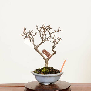 �~�́F������g���h(�V�^��)�@���i*��_�� ������@Cotoneaster horizontalis�@Benishitan bonsai �@ ���i�~��