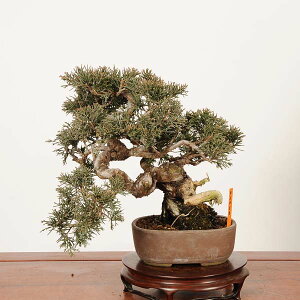 �~�́F���I������^�� *���i ��_�� ����ς��@�V���p�N Sabina chinesis�@Shinpaku bonsai ���i�~��