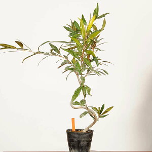 �~�͑f�ޕc�F�I���[�u�̖�*���i ��_�� Olea europaea�@olive bonsai ���i�~��