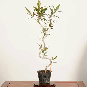 �~�͑f�ޕc�F�I���[�u�̖�*���i ��_�� Olea europaea�@olive bonsai ���i�~��
