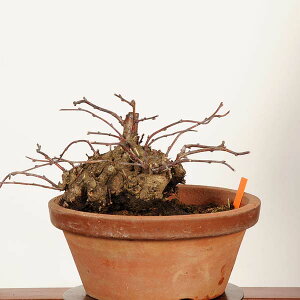 �~�́F��~(�ѐ��~�����V���E�o�C)*���i ��_�� �ɂ키�� �j���E���@niwaume bonsai ���i�~��