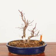 盆栽：出猩々紅葉(でしょうじょう)　現品*一点物 もみじ　モミジ　Momiji bonsai 中品盆栽