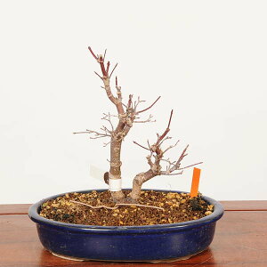 �~�́F�o�́X�g�t(�ł��傤���傤)�@���i*��_�� ���݂��@���~�W�@Momiji bonsai ���i�~��