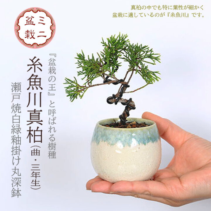 楽天市場】ミニ盆栽：糸魚川真柏（曲・3年生）*（瀬戸焼白緑釉掛け丸深 