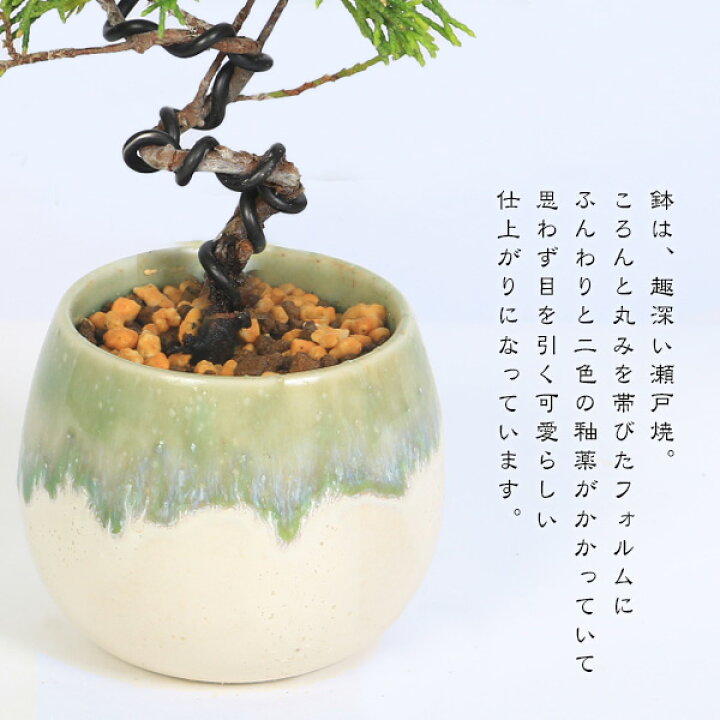 楽天市場】ミニ盆栽：糸魚川真柏（曲・3年生）*（瀬戸焼白緑釉掛け丸深 
