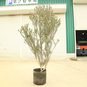 ブラシノキ 盆栽 植木」の人気商品一覧・価格比較 - 価格.com