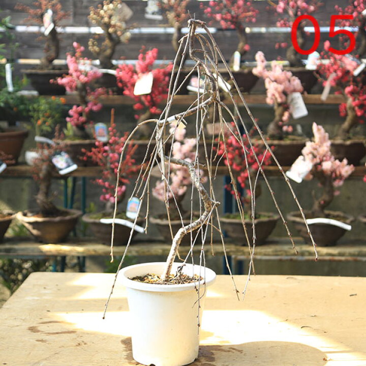 楽天市場】選抜現品 庭木：桜・しだれ富士桜（一重しだれ桜）*現品お 