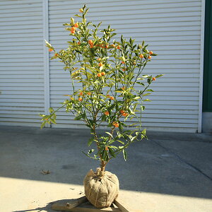 キンカン 植木」の人気商品一覧 | 安い商品を通販サイトから探す 