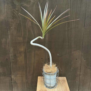 観葉植物 コンシンネ レインボー」の人気商品一覧・価格比較 - 価格.com