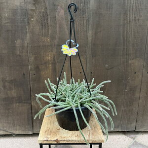 ������� �ϗt�A���F���v�T���X�@�s���J���p*6�� �݂蔫 Rhipsalis pilocarpa