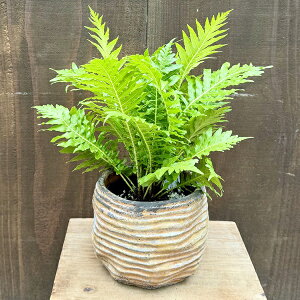 鉢 シダ 観葉植物」の人気商品一覧・価格比較 - 価格.com 【テスト出品】※購入できません。 小型シダ植物 黒鉢