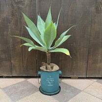 楽天市場】アガベ アテナータ（花・観葉植物｜花・ガーデン・DIY）の通販