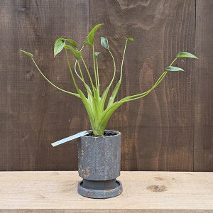 �ϗt�A���F�A���J�V�A �^�C�j�[�_���T�[*���A�� ��M�t Alocasia Tiny Dancer