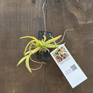 �����A�� �ϗt�A���F�I�x���j�A ���N���i�[�^*�v���t�@Oberonia mucronata