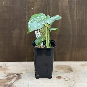 ������� �ϗt�A���F�����X�e�� �f���V�I�[�T �o���o�\�[*�f���V�I�T 3�� Monstera deliciosa