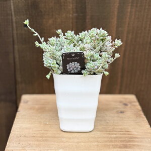 �ϗt�A���F�Z�_�� �v�����t�F��*Sedam prolifera