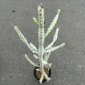 �����A���F���[�t�H���r�A�@�z���C�g�S�[�X�g*��36cm�@���i�I��i����