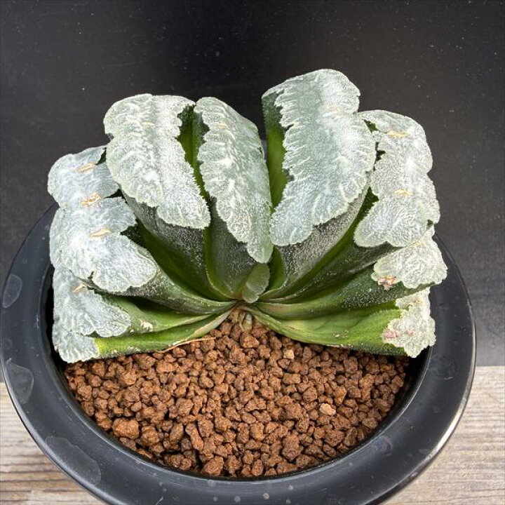 楽天市場】多肉植物：ハオルチア 玉扇 美白線巨大マグニフィカ 徳田 