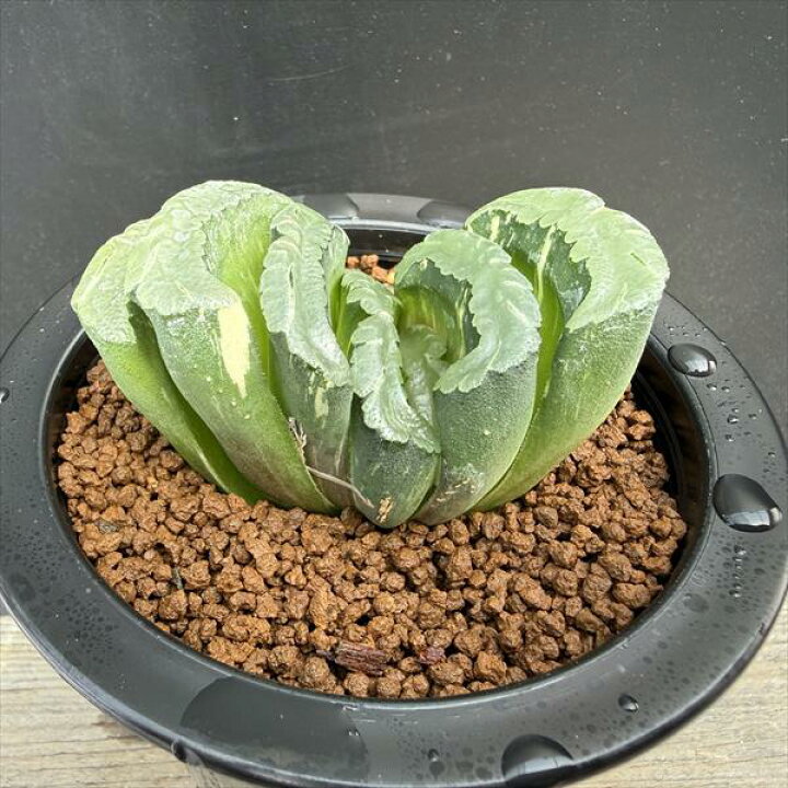 楽天市場】多肉植物：ハオルチア 大型玉扇 N-5 少しだけ斑入り*幅7cm 
