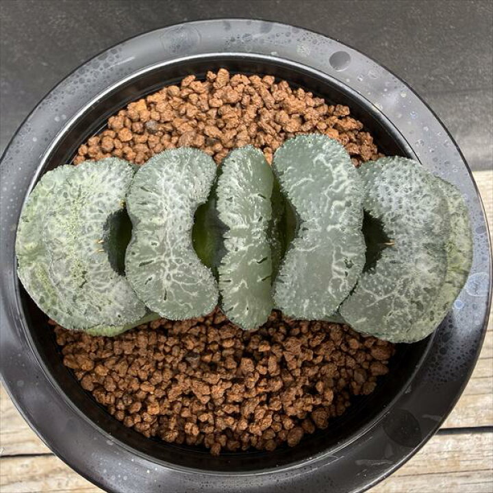 楽天市場】多肉植物：ハオルチア 玉扇 写楽*幅9cm 現品！一品限り 
