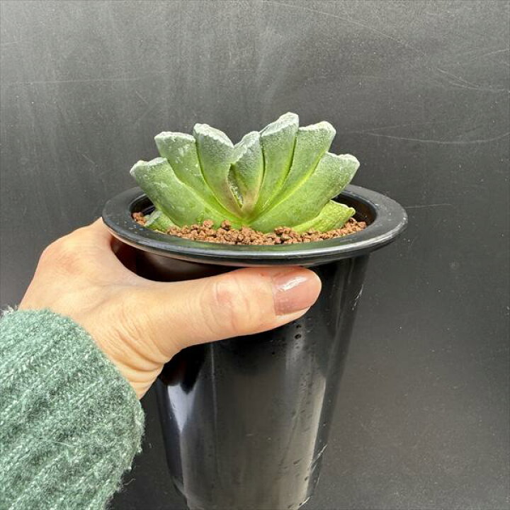 楽天市場】多肉植物：ハオルチア 玉扇 写楽*幅9cm 現品！一品限り 