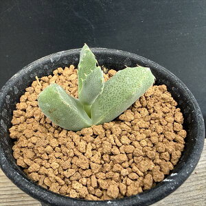�����A���F���Z���@�I�h���g�t�H���X�@�v���g�p���R�C�f�X*��4.5cm