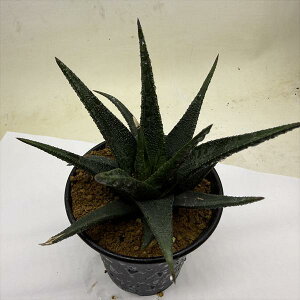 �����A���F�n�I���`�A �]�������I �X�J�u�� �A�K�{�C�f�X*��12cm�@���i�I��i����
