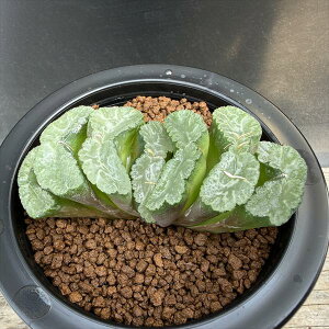 �����A���F�n�I���`�A �ʐ� ������ �ʊy�����I�� �X�g�����O*��9cm