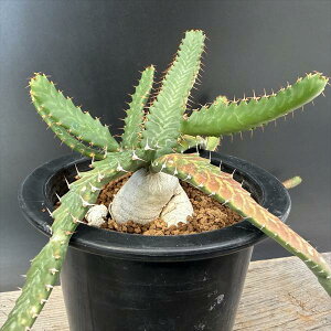 ���������R�[�f�b�N�X�F���[�t�H���r�A�@�X�e���[�^�@�򗳁@����*�t��38cm�@���i�I��i����