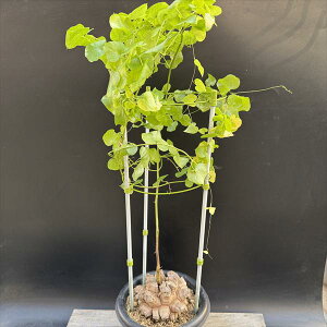 観葉植物 アフリカ亀甲竜」の人気商品一覧 | 安い商品を通販サイトから 