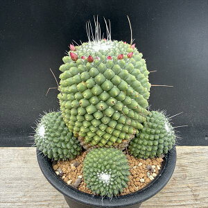 �T�{�e���F�}�~�����A�@�h�Ȃ��s�R�@����*��11cm�@���i�I��i����