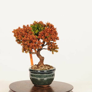 �~�́F��*���i �����@�X�M�@Sugi bonsai �~�j�~��
