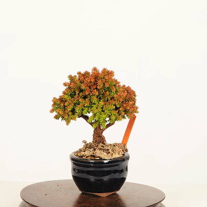 �~�́F��*���i �����@�X�M�@Sugi bonsai �~�j�~��