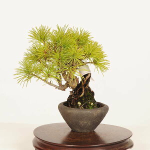 植木 盆栽 五葉松 ゴヨウマツ」の人気商品一覧・価格比較 - 価格.com