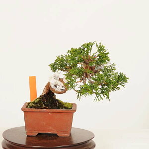 植木 盆栽 真柏 ミニ盆栽」の人気商品一覧・価格比較 - 価格.com