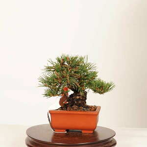 植木 盆栽 五葉松 ゴヨウマツ」の人気商品一覧・価格比較 - 価格.com
