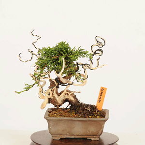 小品盆栽 真柏 盆栽 植木」の人気商品一覧・価格比較 - 価格.com