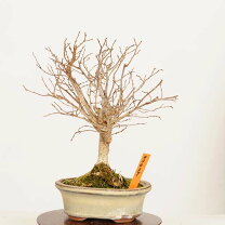 楽天市場】ケヤキ 盆栽（盆栽｜花・観葉植物）：花・ガーデン・DIYの通販