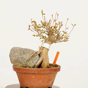 植木 盆栽 カエデ 小品盆栽」の人気商品一覧・価格比較 - 価格.com